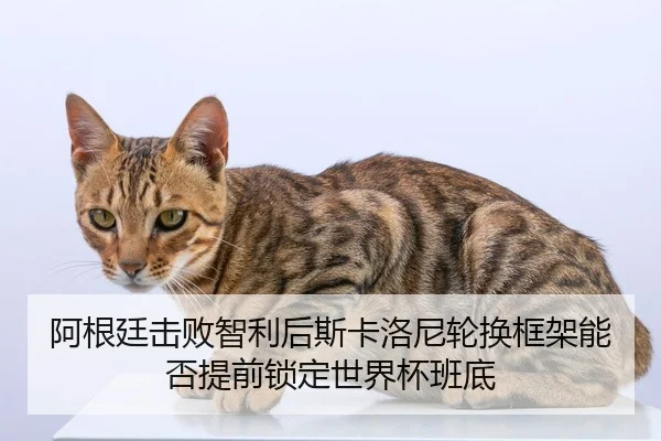 a-gen-ting-ji-bai-zhi-li-hou-si-ka-luo-ni-lun-huan-kuang-jia-neng-fou-ti-qian-suo-ding-shi-jie-bei-ban-di-2-716.jpg